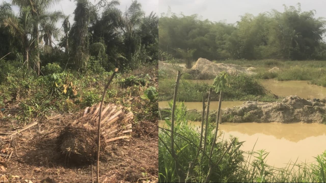 Gold over crops: Illegal mining drives farmers away from food cultivation in Prestea
