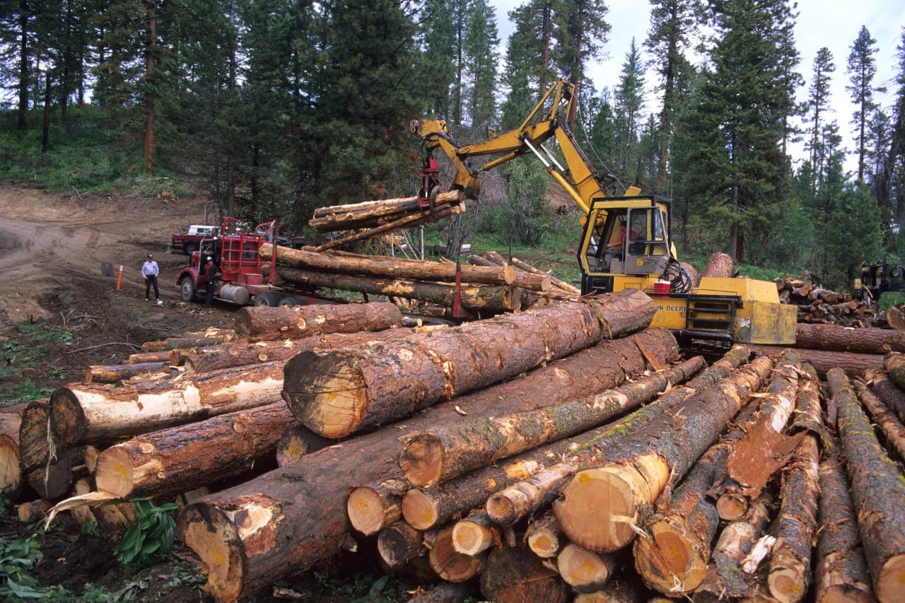 The hidden crisis:illegal timber trade threatens Ghana’s environment amid focus on galamsey